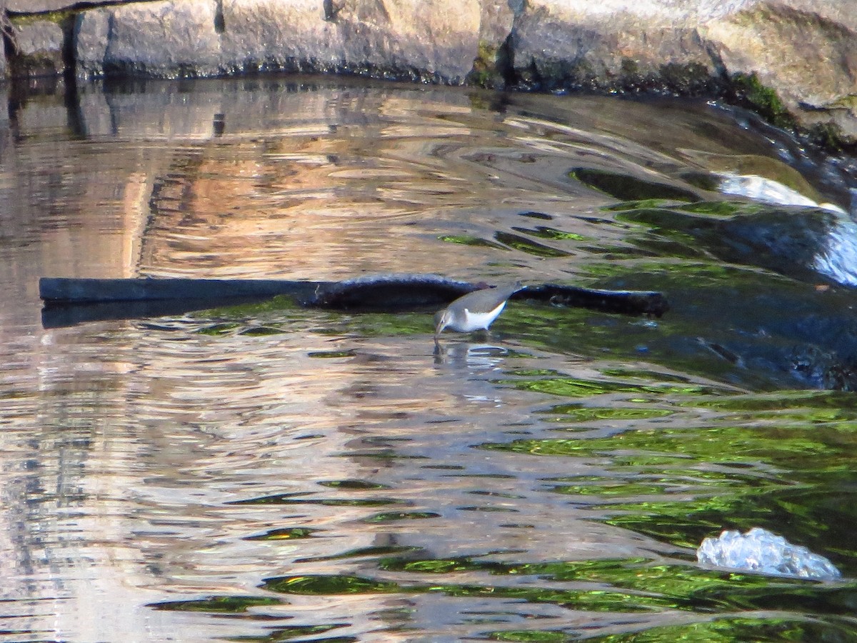 Spotted Sandpiper - ML642289473