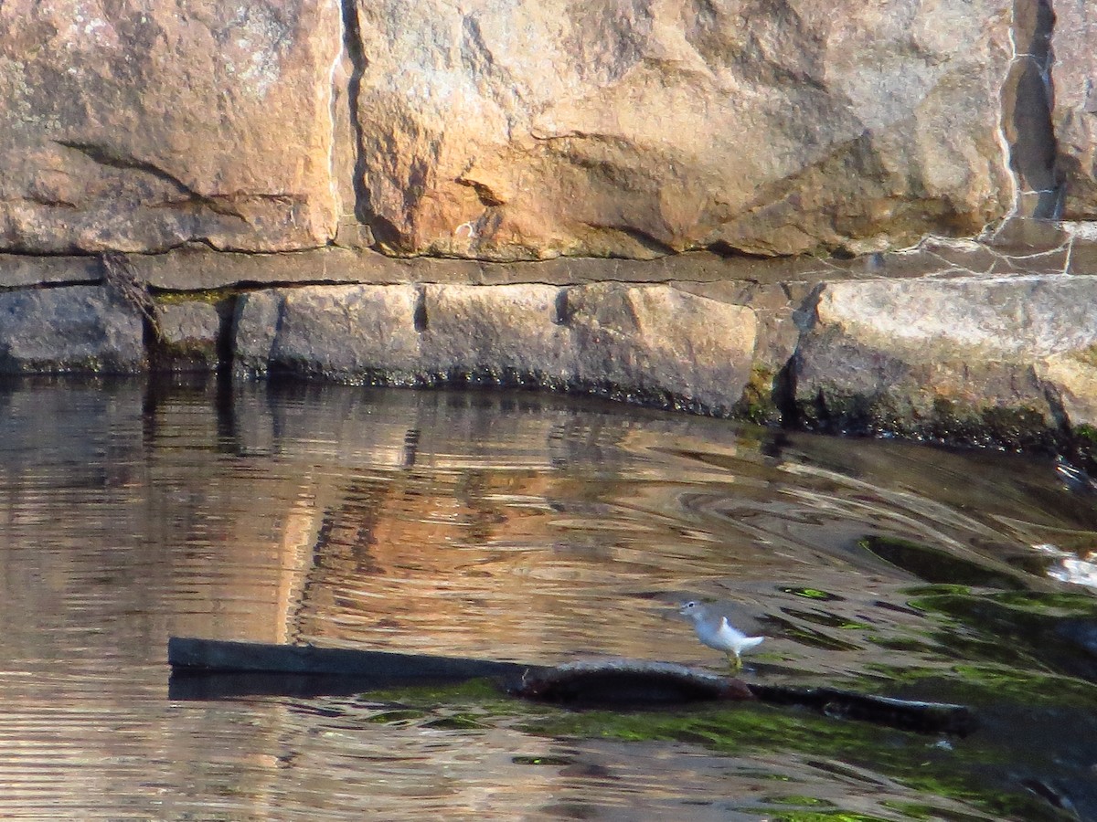 Spotted Sandpiper - ML642289474