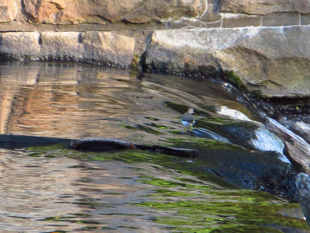 Spotted Sandpiper - ML642289477