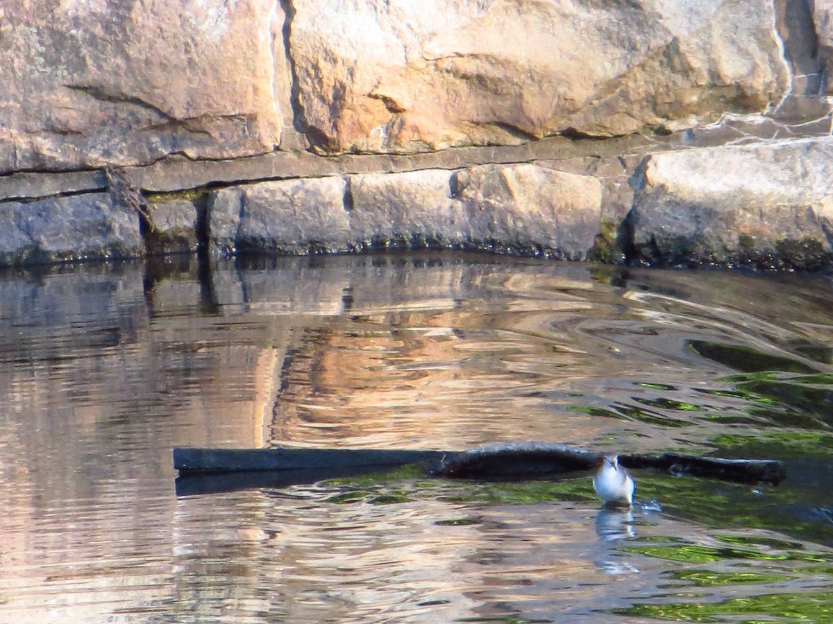 Spotted Sandpiper - ML642289478