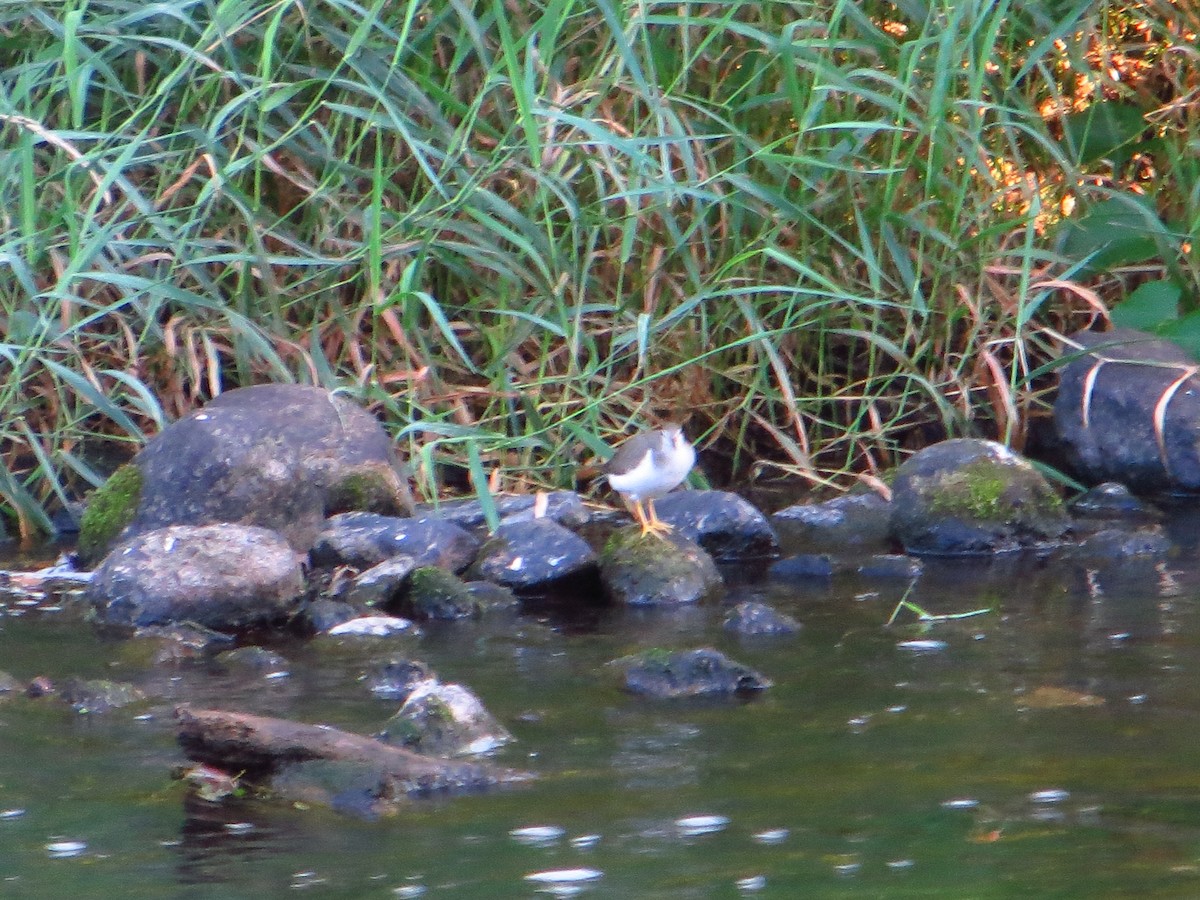 Spotted Sandpiper - ML642289479