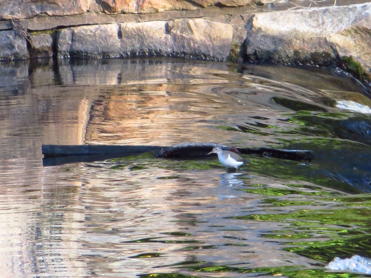 Spotted Sandpiper - ML642289481