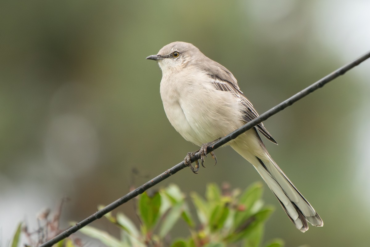 Northern Mockingbird - ML642289490