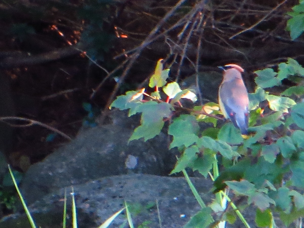 Cedar Waxwing - ML642289522
