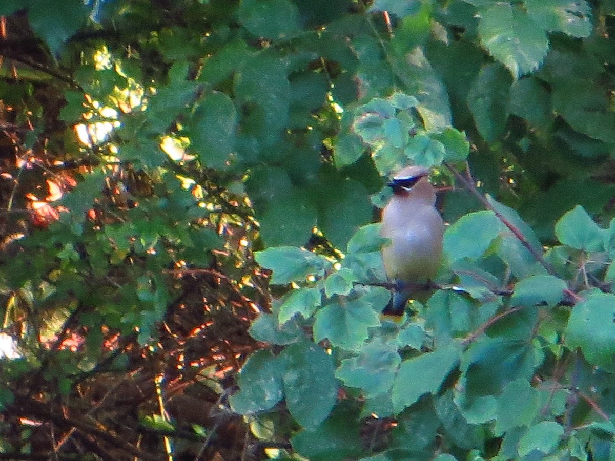 Cedar Waxwing - ML642289523