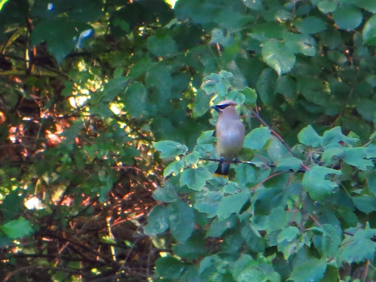 Cedar Waxwing - ML642289526