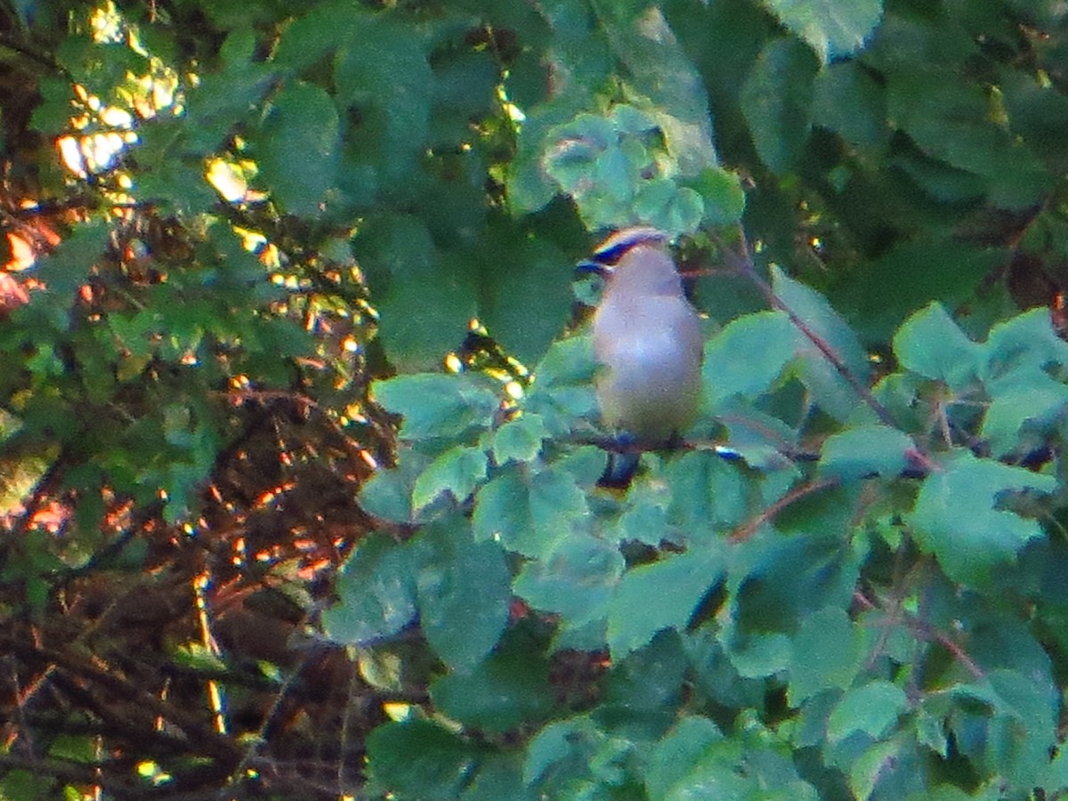 Cedar Waxwing - ML642289527