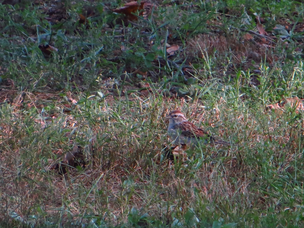Chipping Sparrow - ML642289549