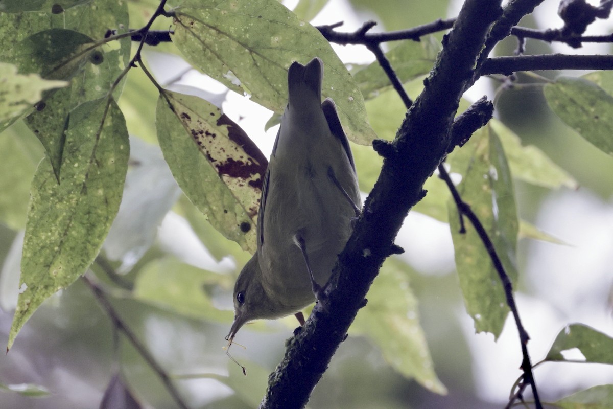 Tennessee Warbler - ML642289558