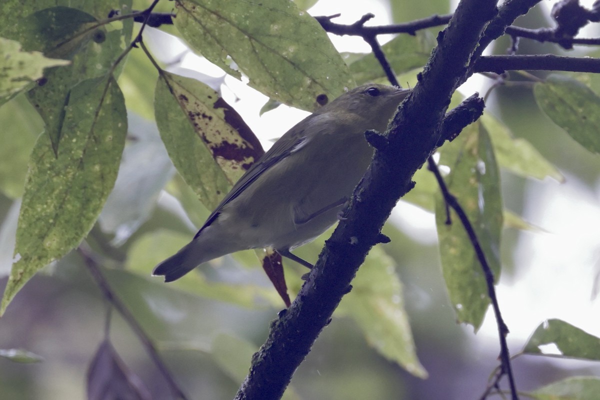 Tennessee Warbler - ML642289559