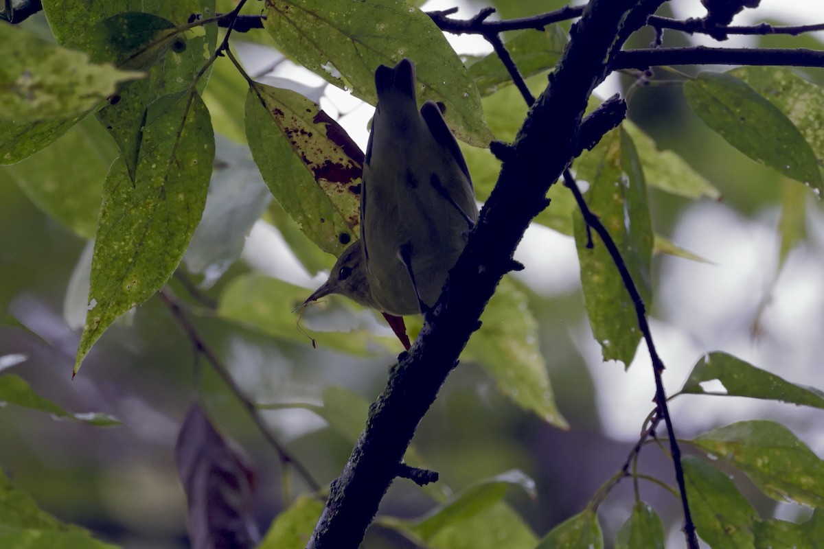 Tennessee Warbler - ML642289560