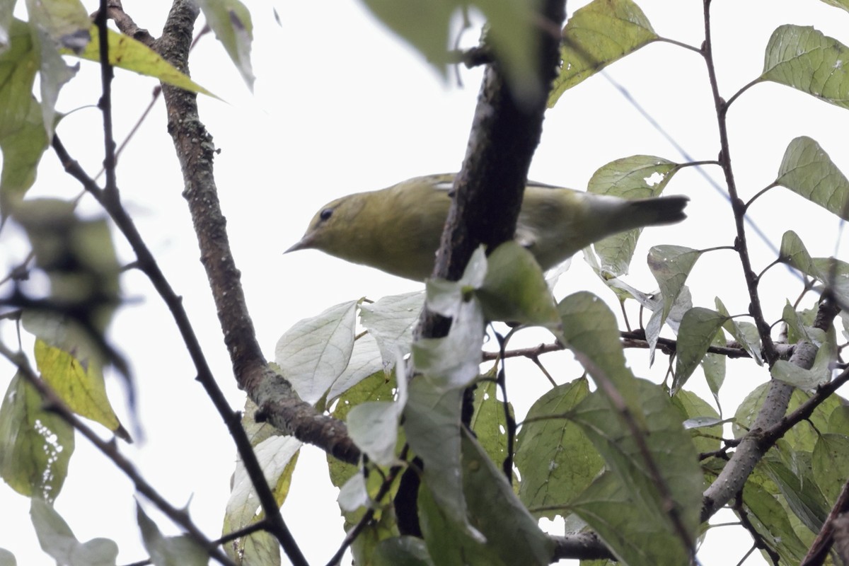Tennessee Warbler - ML642289561