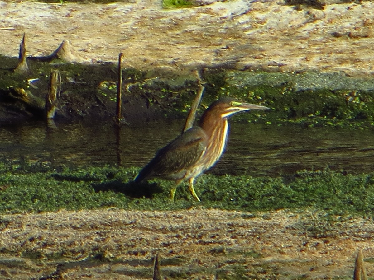 Green Heron - ML642289569