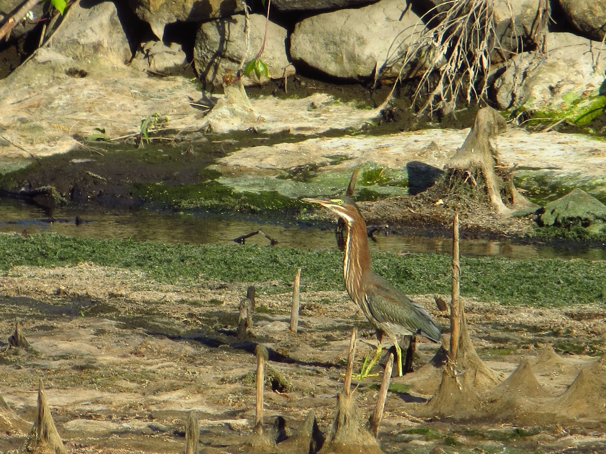 Green Heron - ML642289570