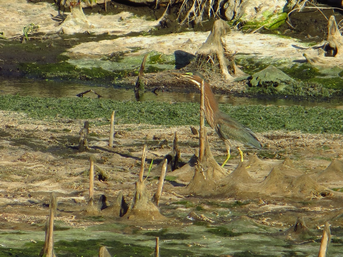 Green Heron - ML642289572