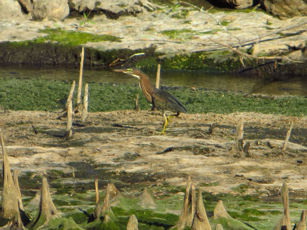 Green Heron - ML642289573