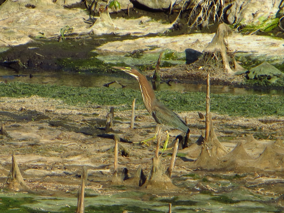 Green Heron - ML642289574
