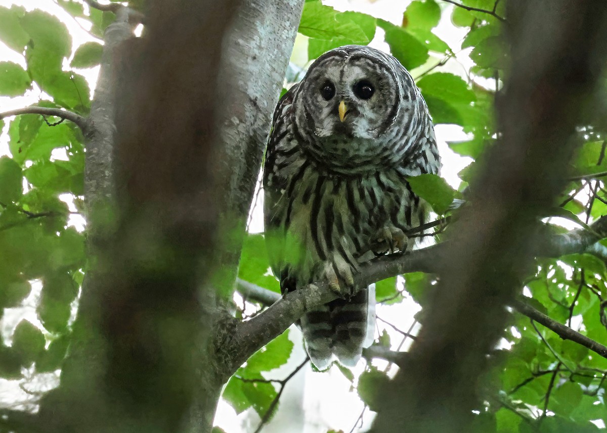 Barred Owl - ML642289580