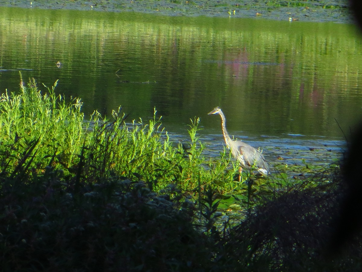 Great Blue Heron - ML642289605