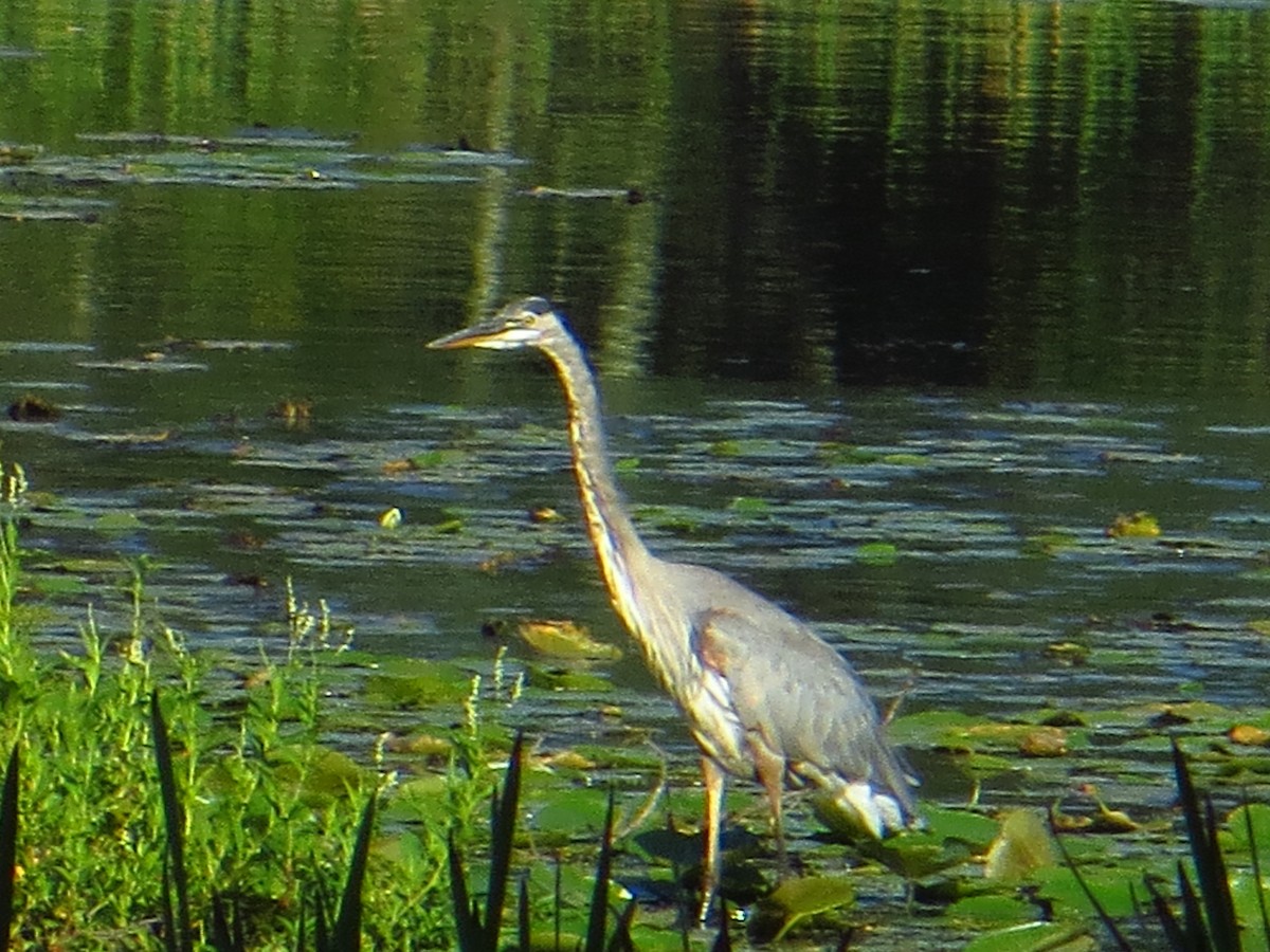 Great Blue Heron - ML642289606