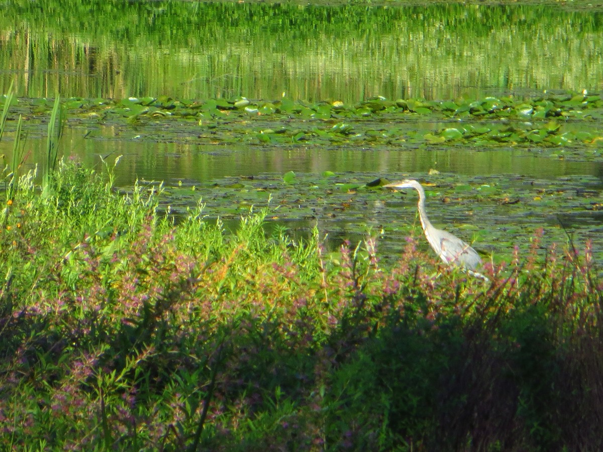 Great Blue Heron - ML642289607