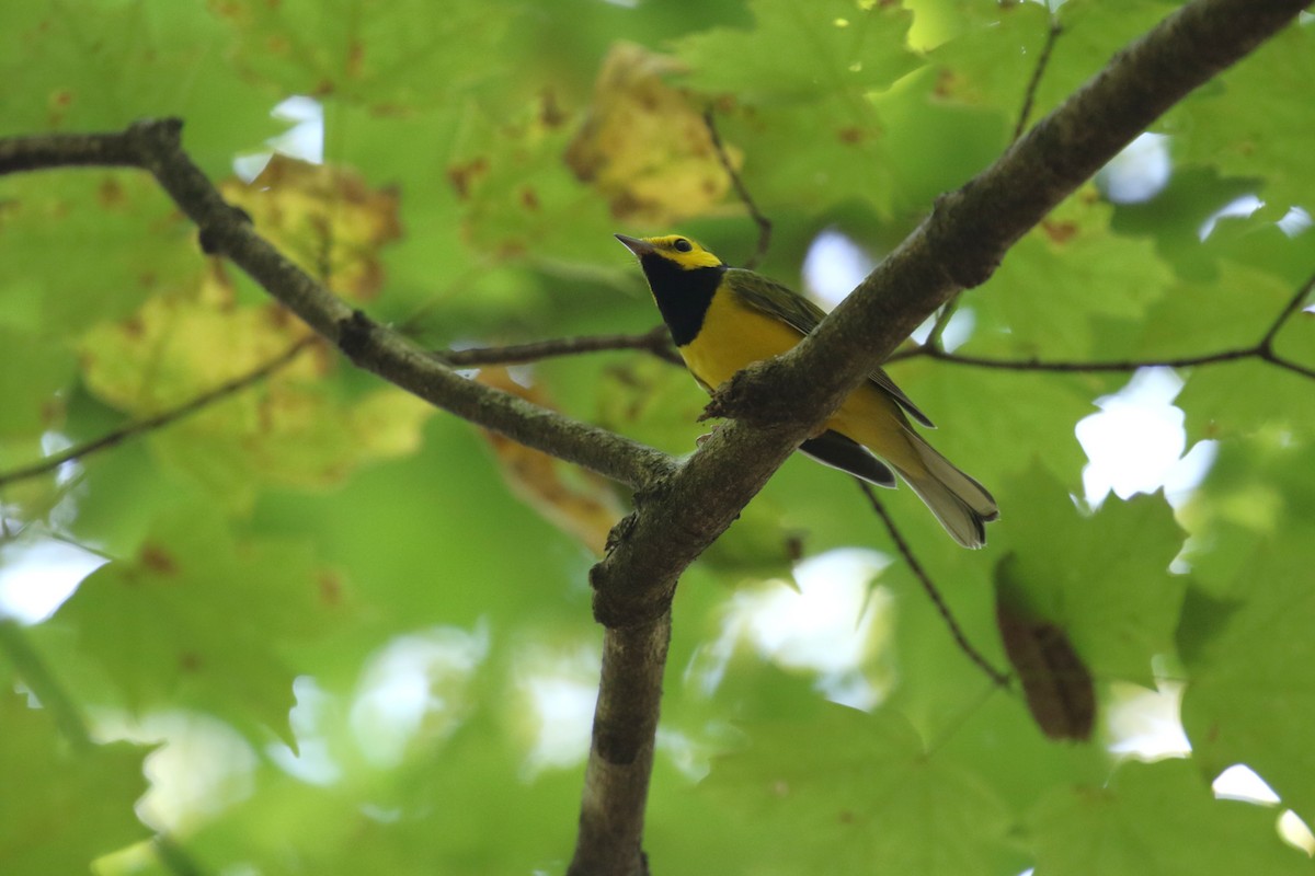 Hooded Warbler - ML642289626