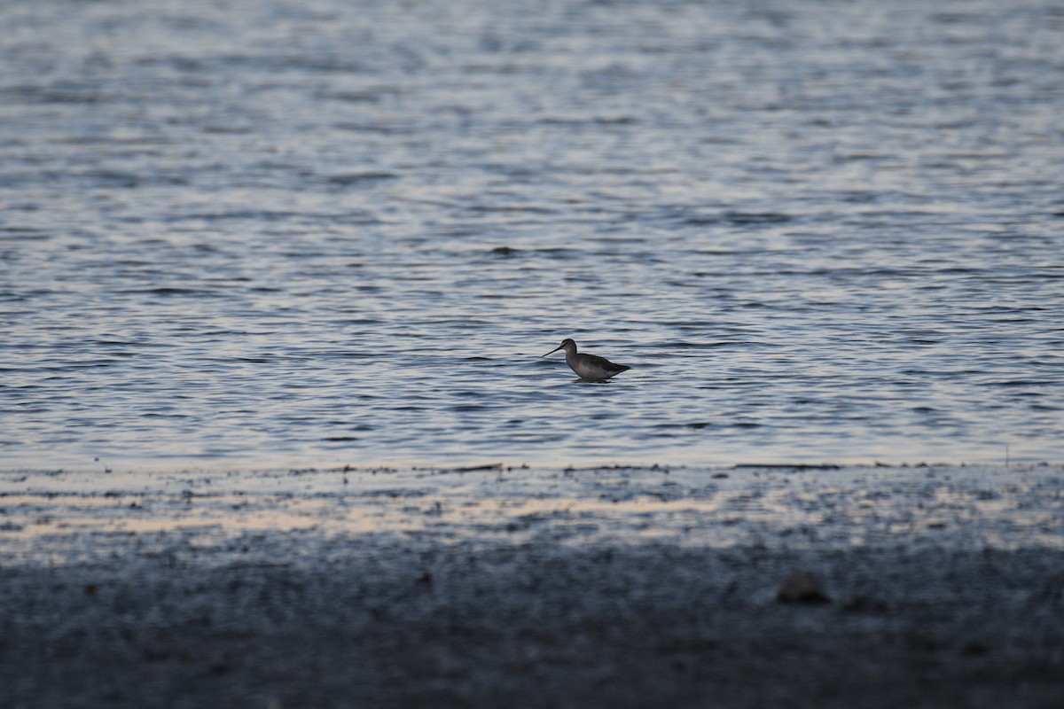 Spotted Redshank - ML642289633