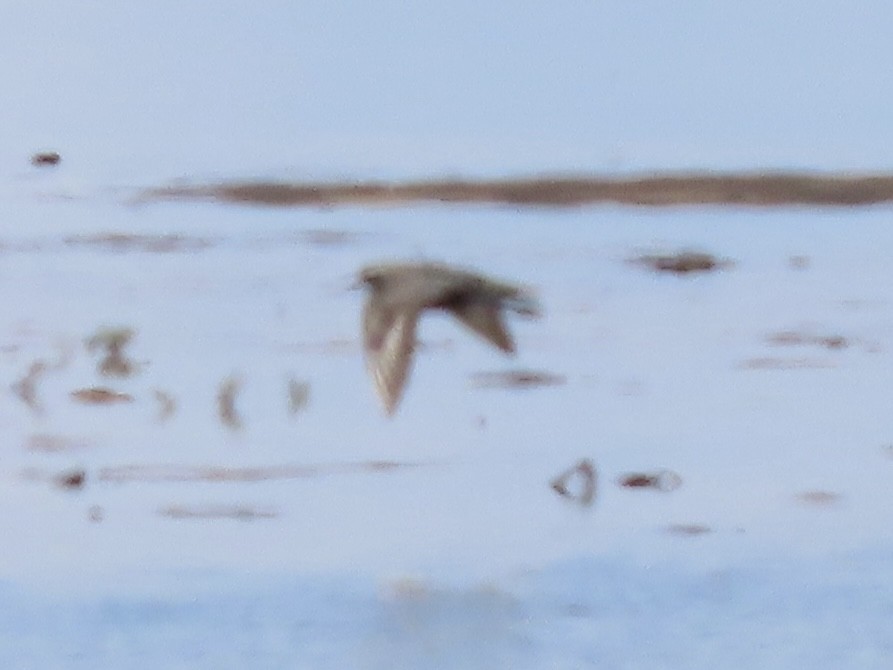 American Golden-Plover - ML642289660