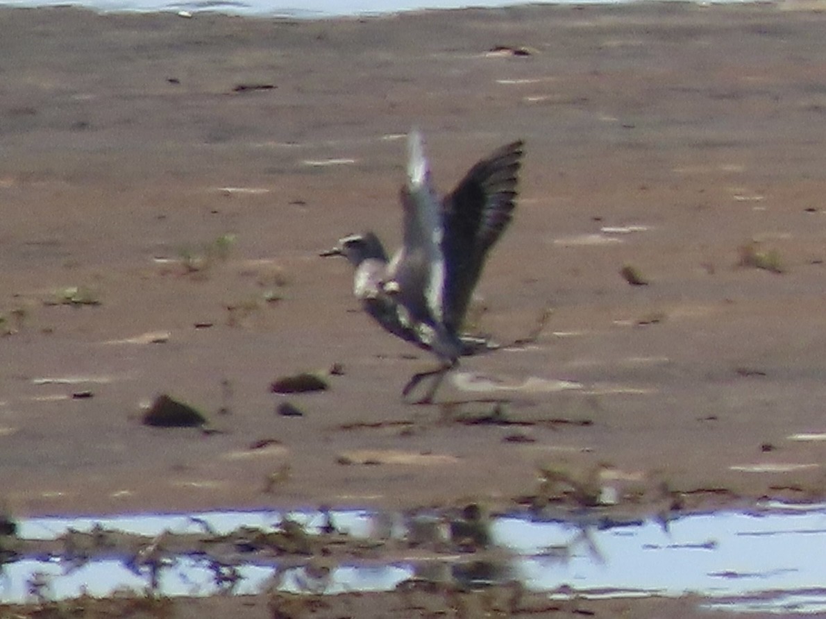 American Golden-Plover - ML642289663