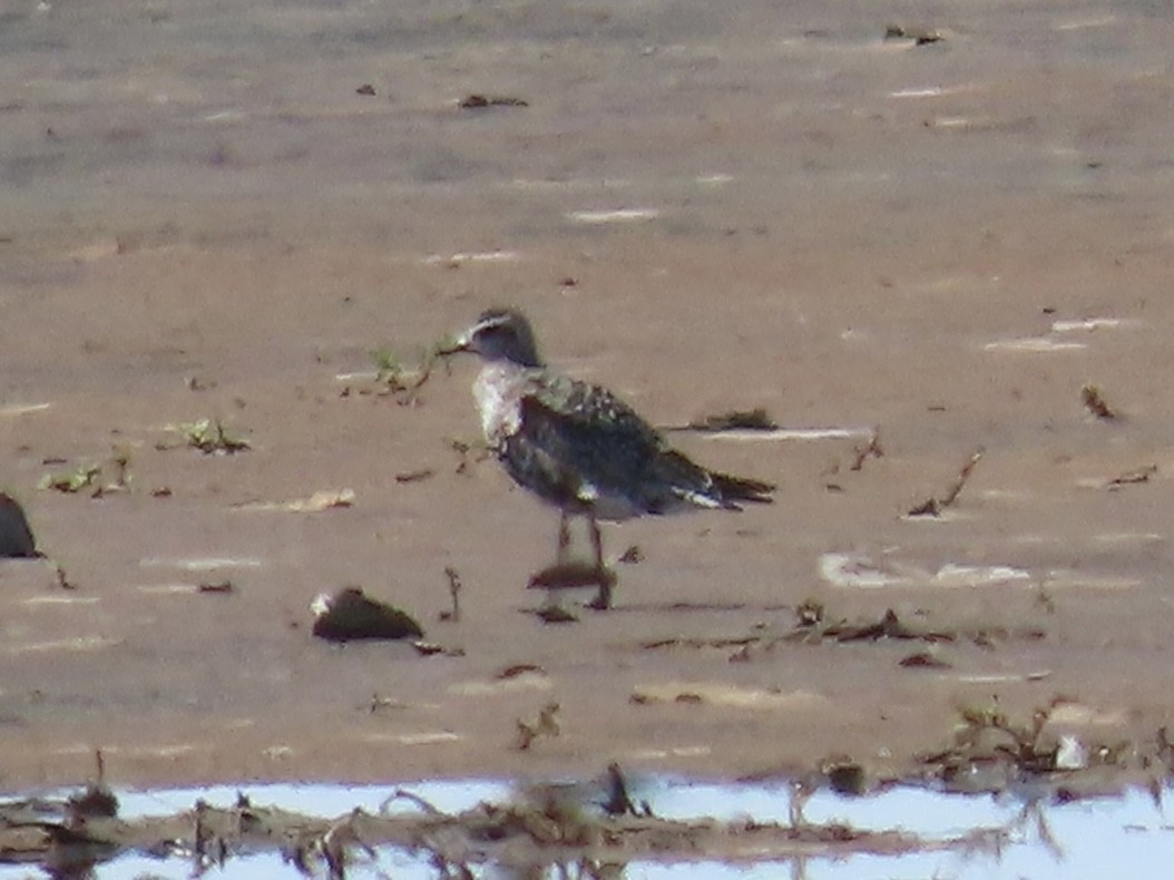 American Golden-Plover - ML642289664