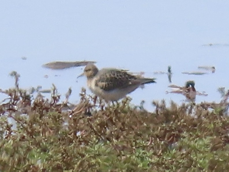 Buff-breasted Sandpiper - ML642289666