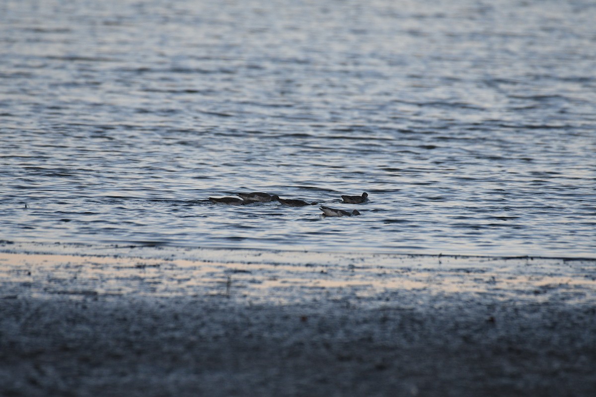 Spotted Redshank - ML642289667