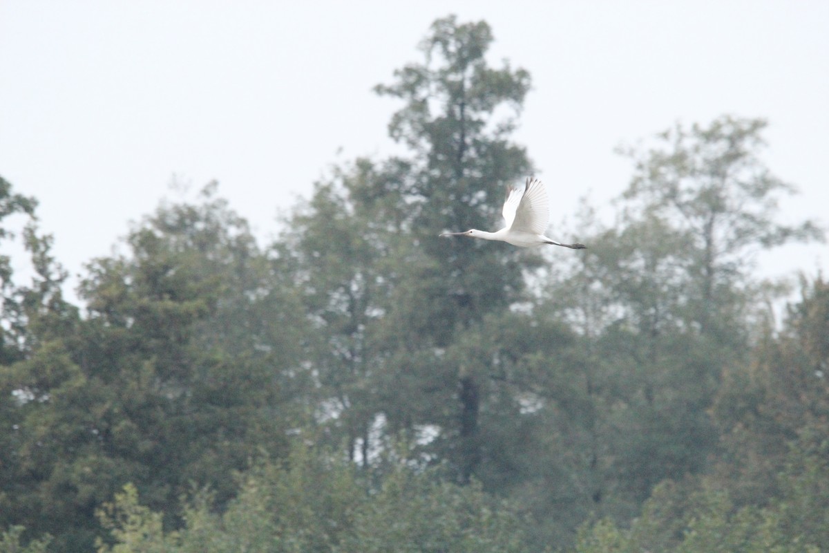 Eurasian Spoonbill - ML642289669