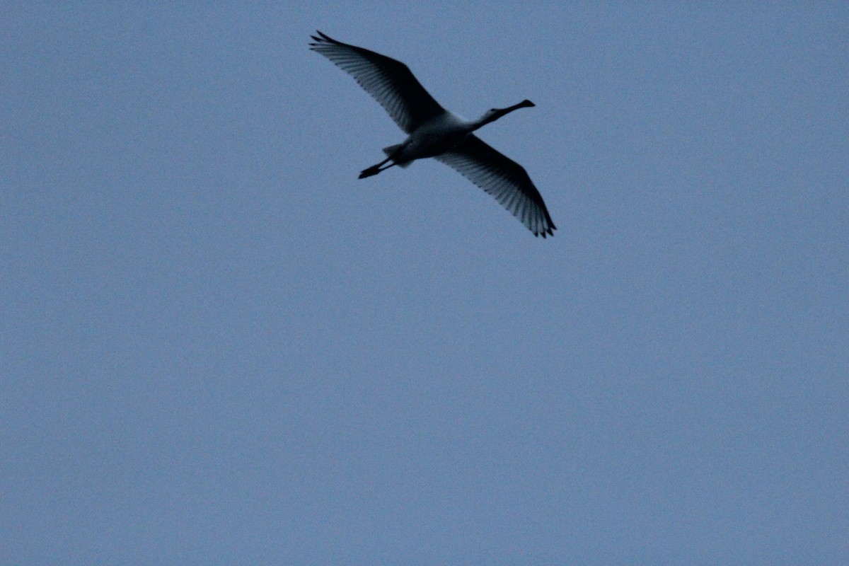 Eurasian Spoonbill - ML642289681