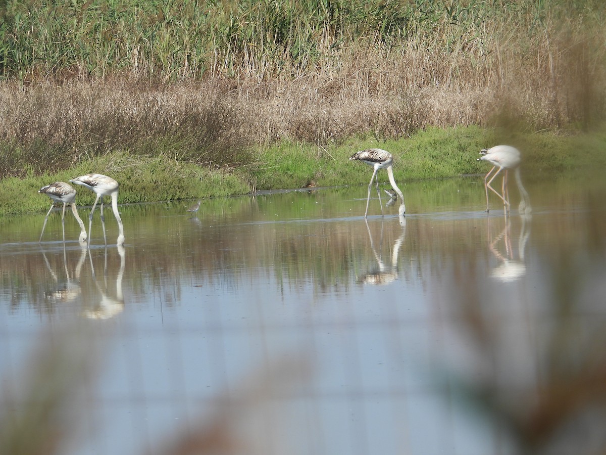 Greater Flamingo - ML642289704