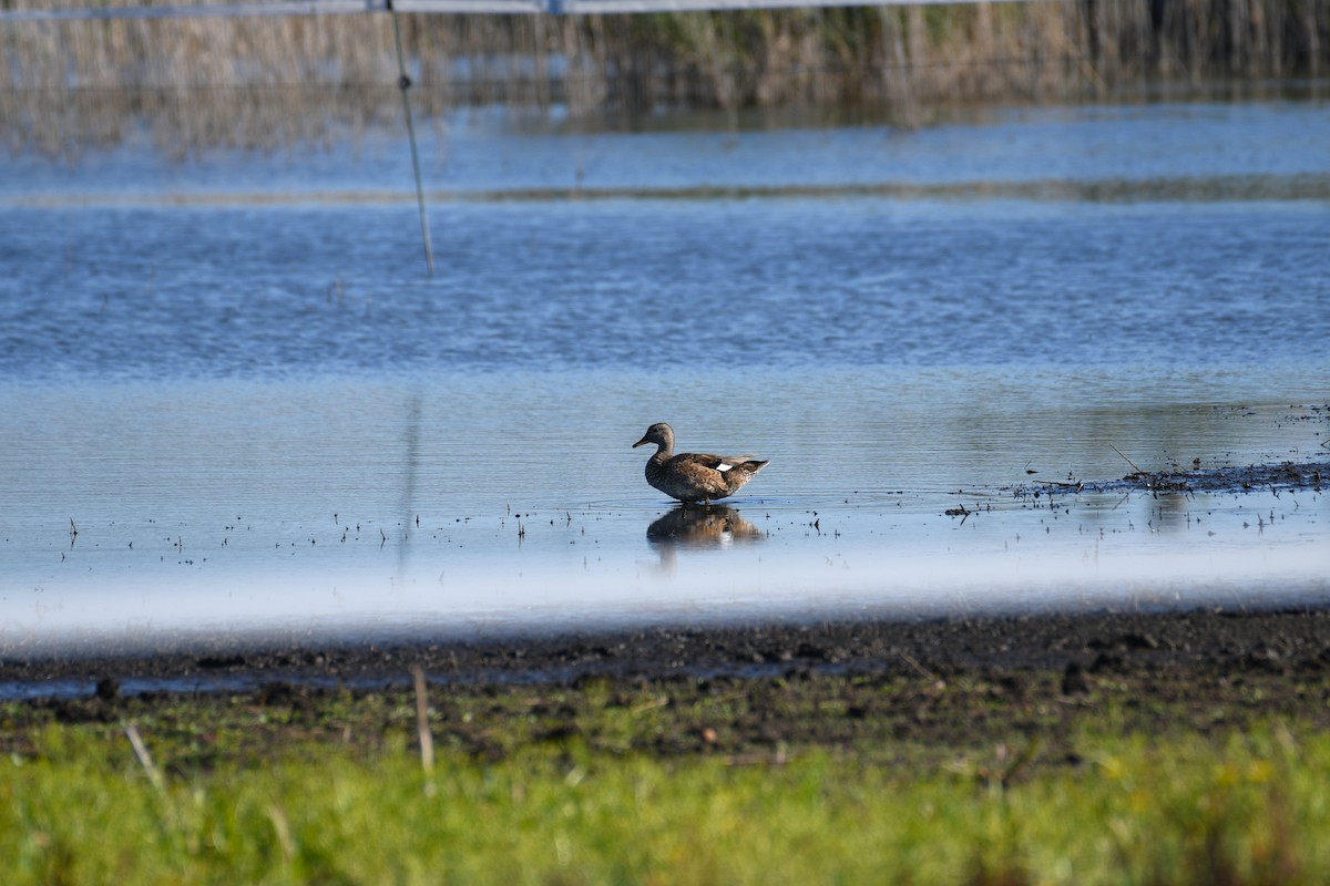 Gadwall - ML642289713