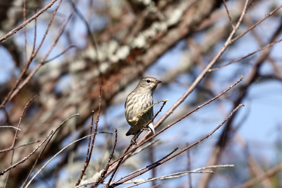 brunkinnparula - ML642289718