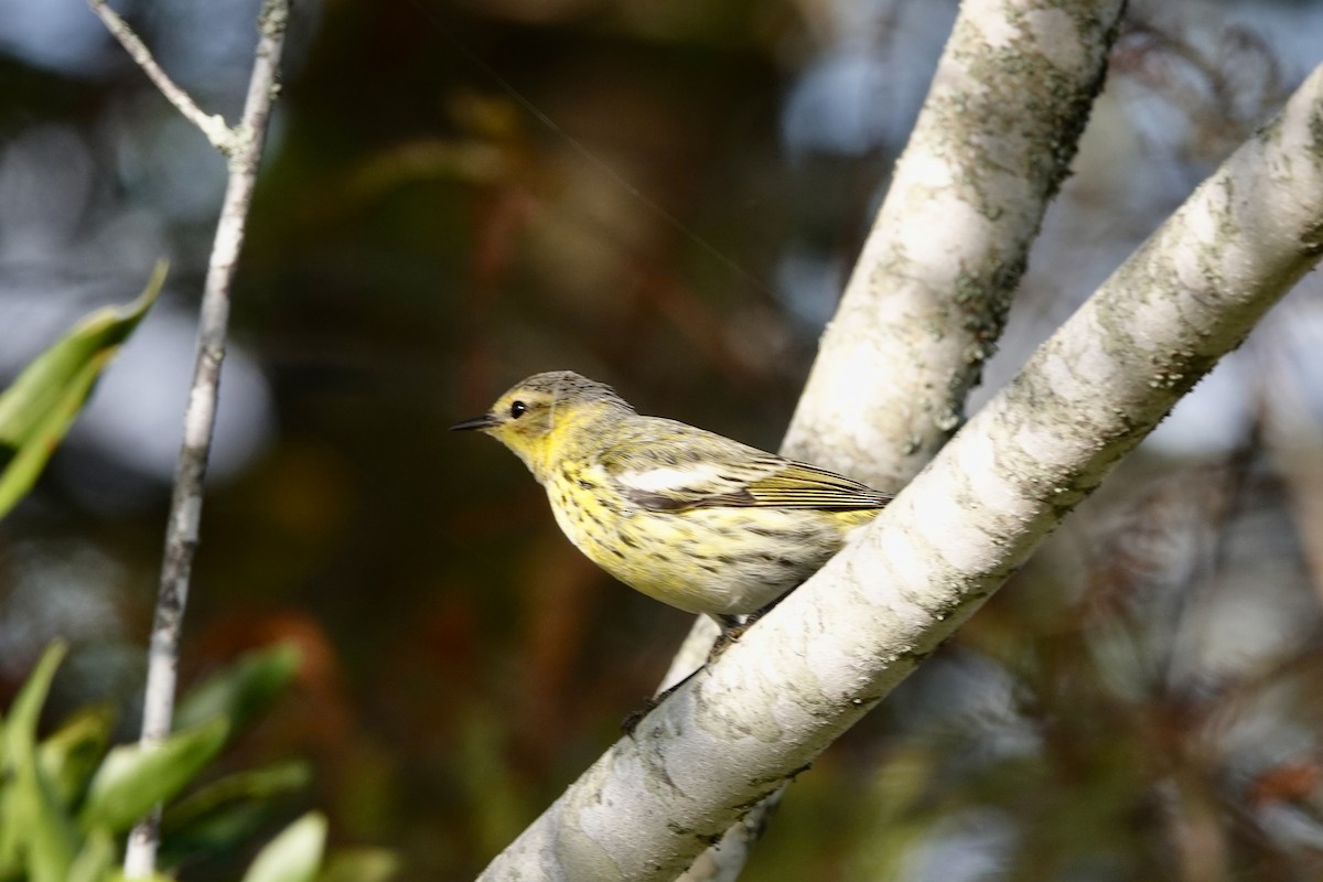 brunkinnparula - ML642289719