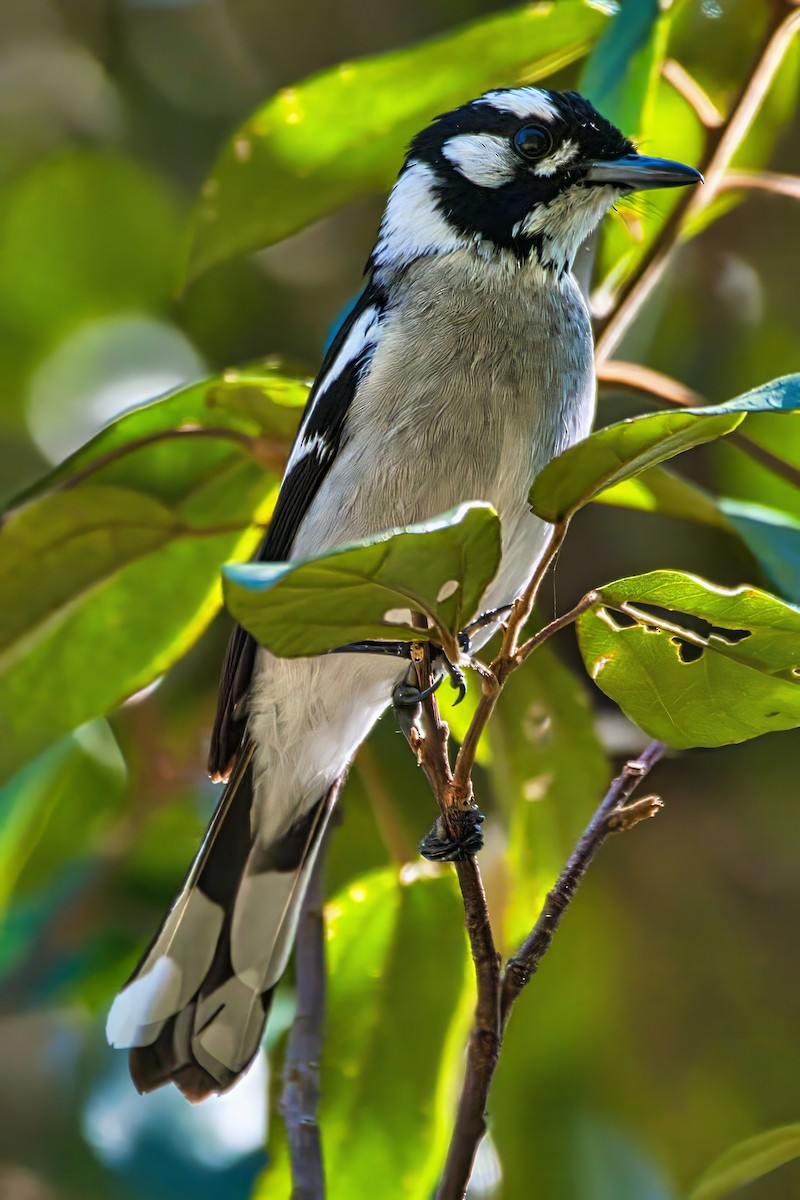 White-eared Monarch - ML642289725