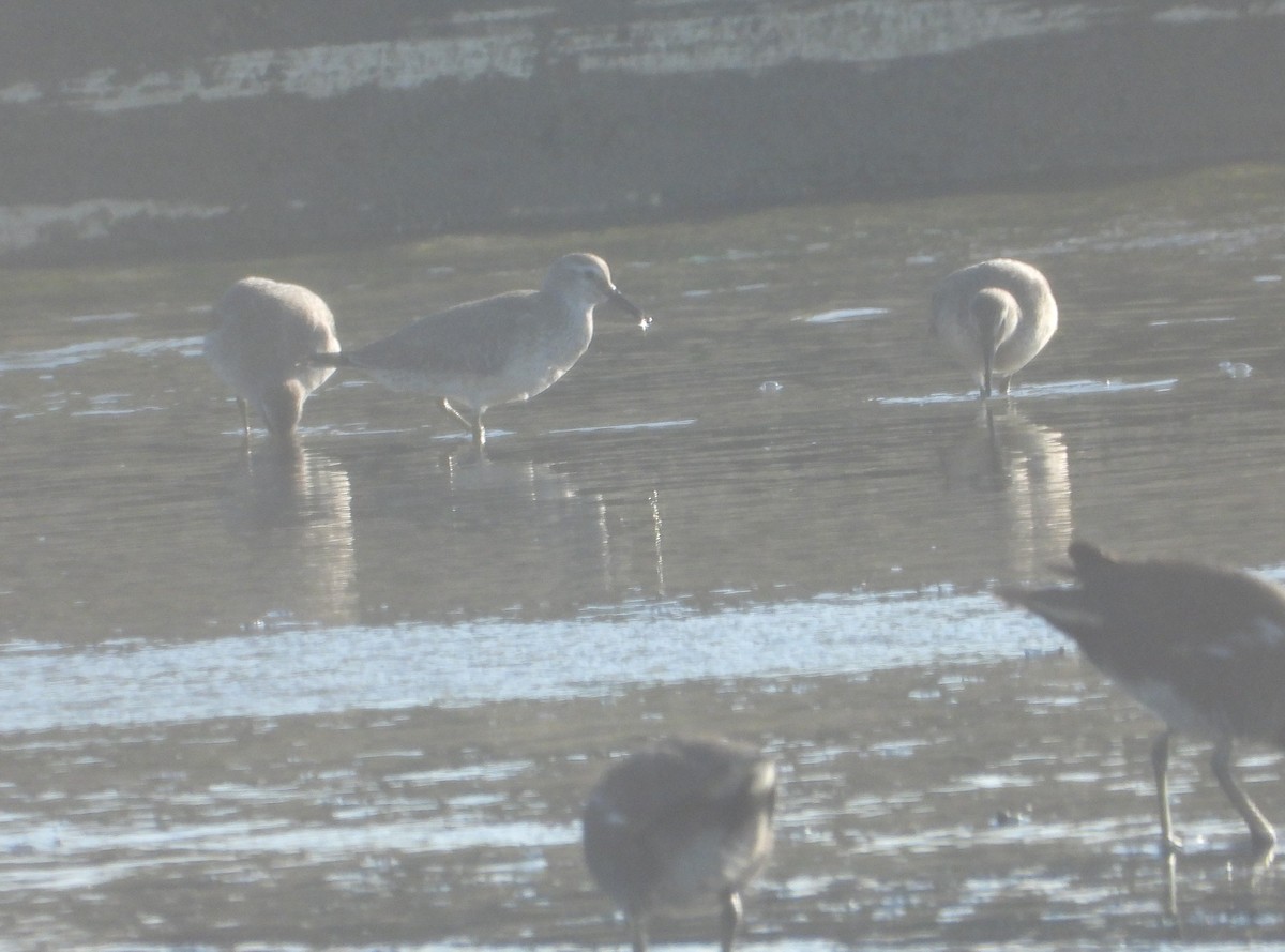 Red Knot - ML642289743