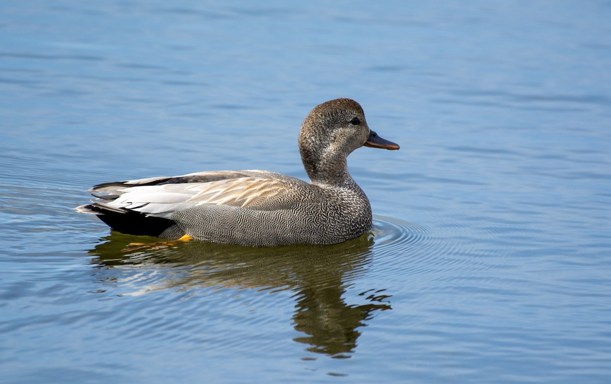Gadwall - ML642289749
