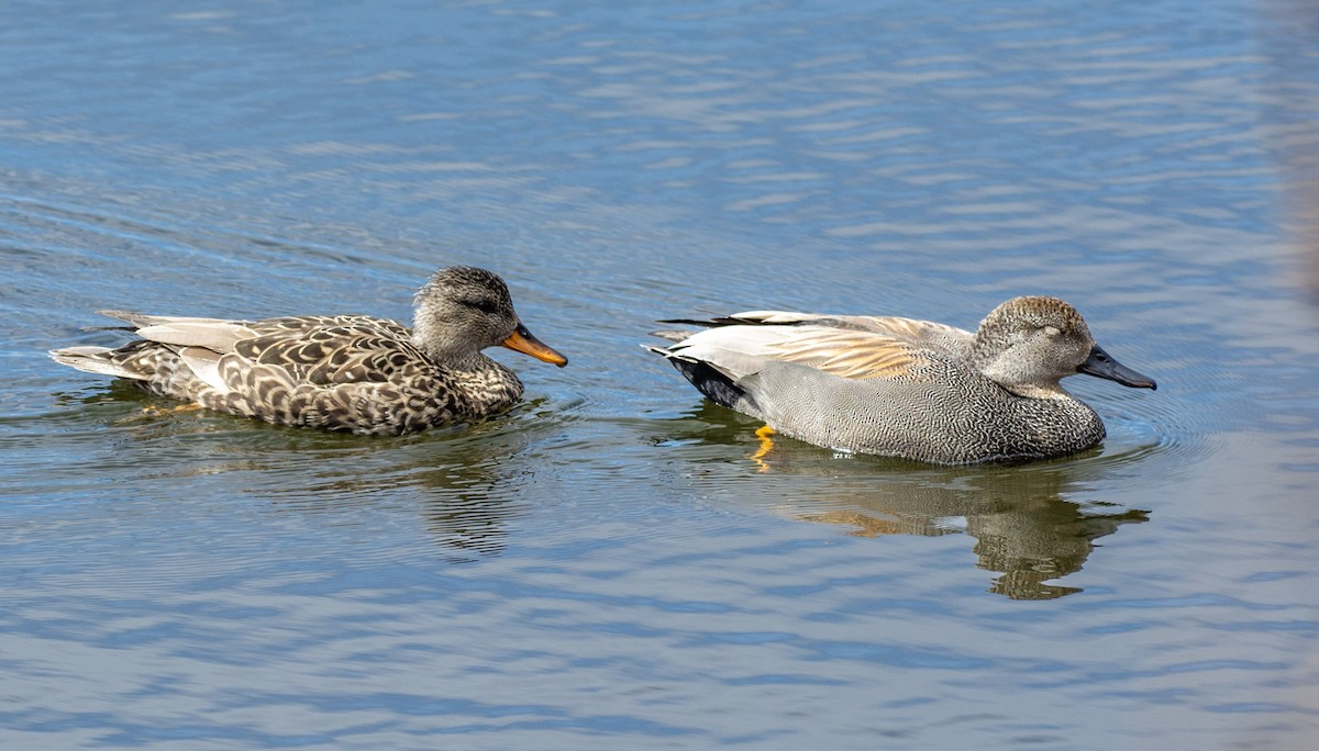 Gadwall - ML642289750