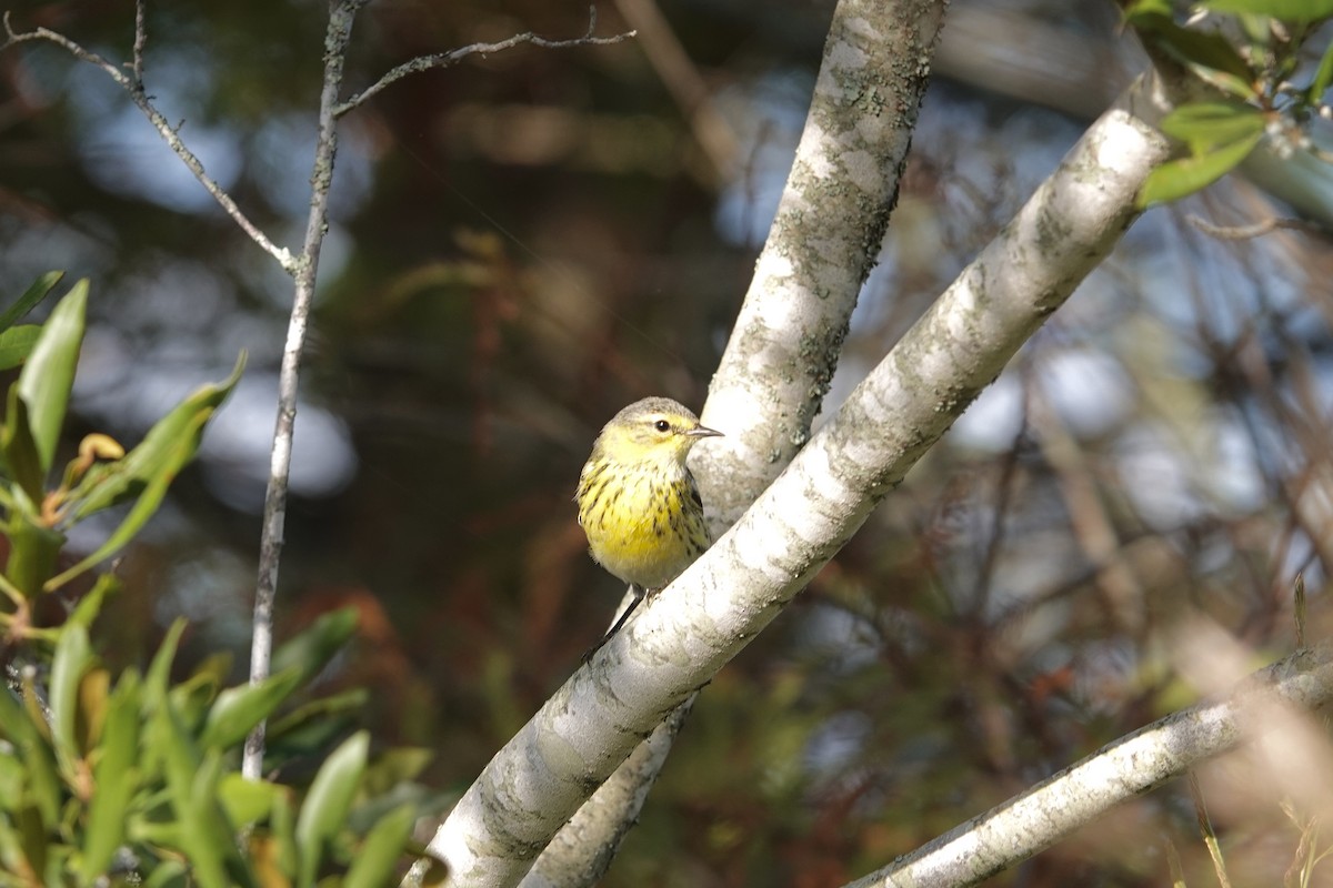 brunkinnparula - ML642289783