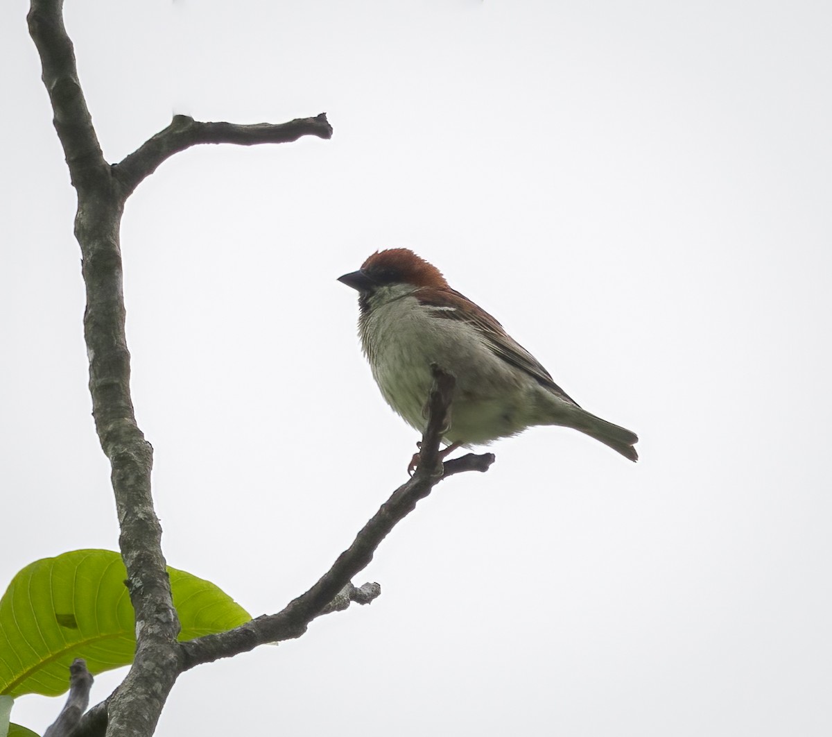 Russet Sparrow - ML642289789