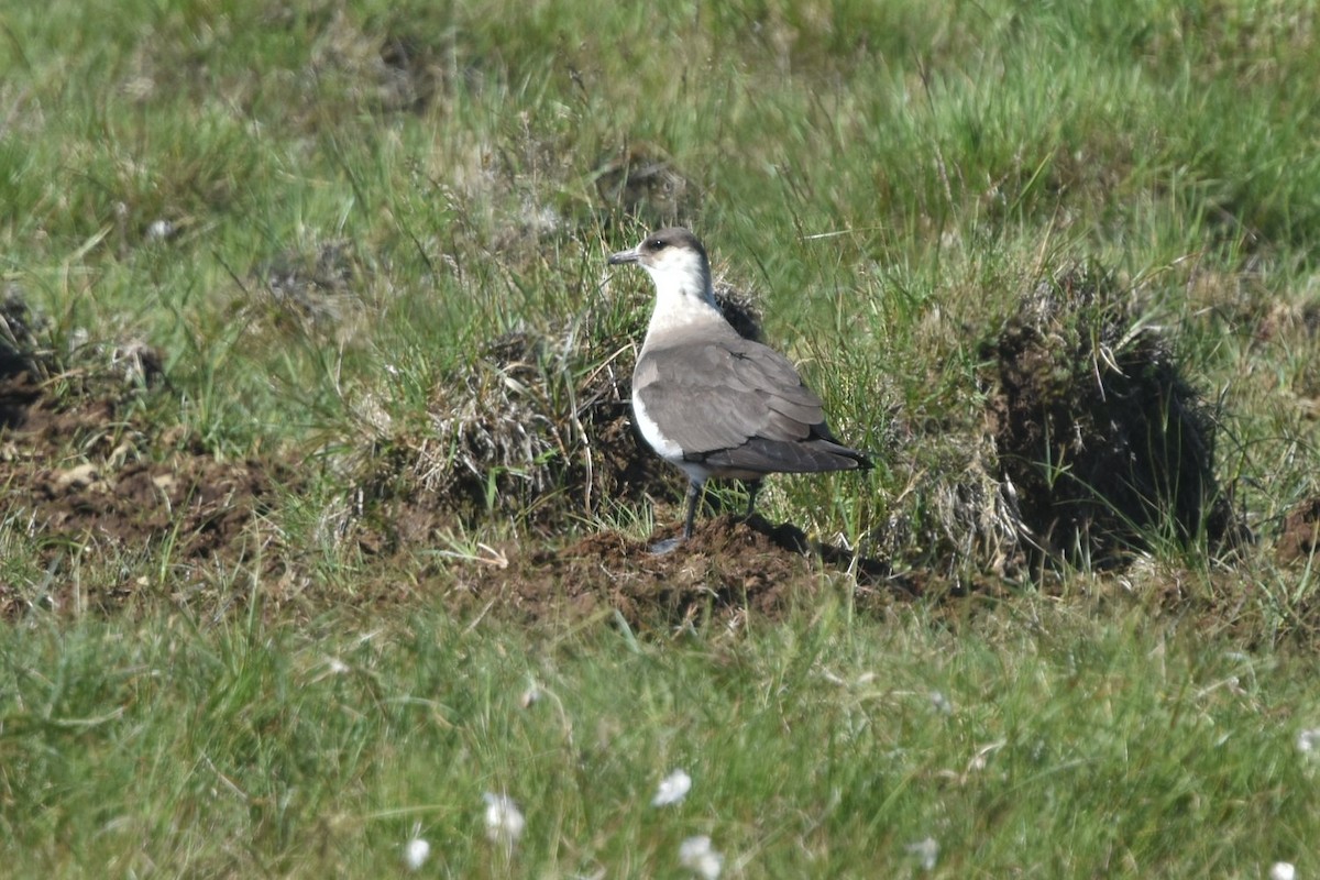 Parasitic Jaeger - ML642289801