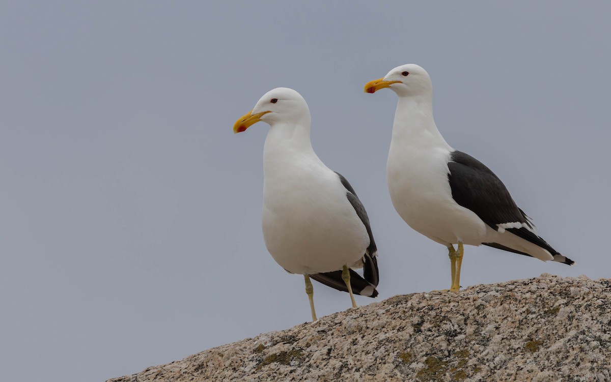 Kelp Gull - ML642289803