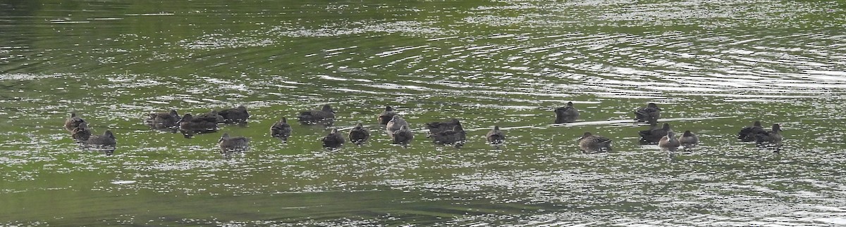 blåvingeand - ML642289815