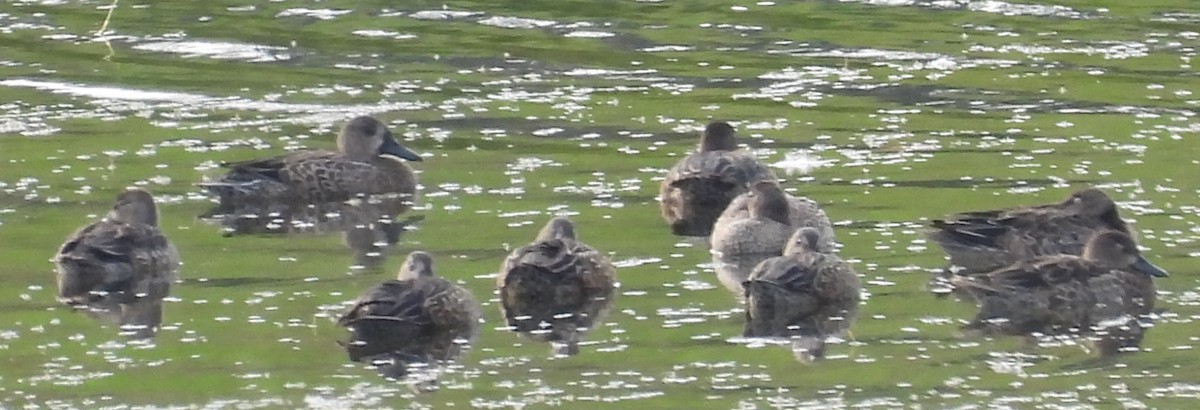 blåvingeand - ML642289817