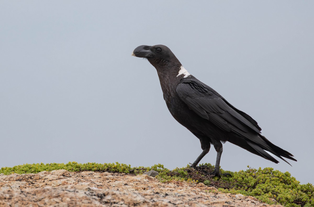 White-necked Raven - ML642289818