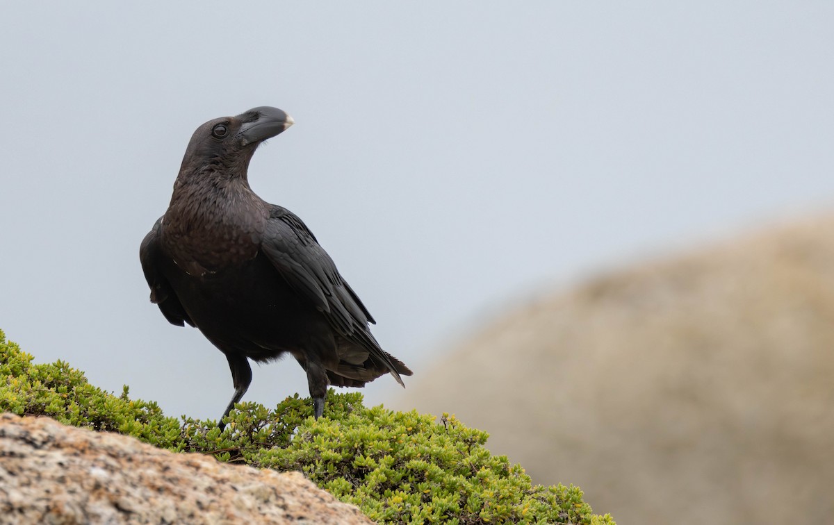 White-necked Raven - ML642289819